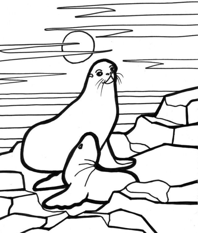 Plansa de colorat cu Foca 32 26